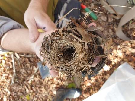Old dormouse nest held in a hand by Lydia Rackham