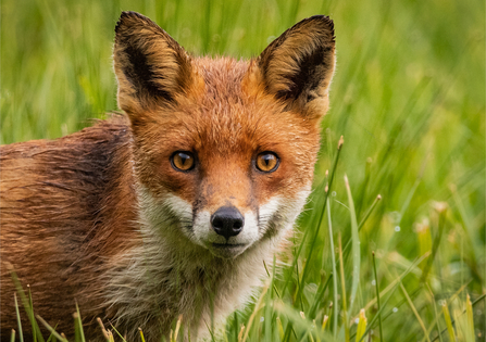 Red fox looking straight at the camera - orange/red fur and white lower half of the face and chest by Rebekah Nash