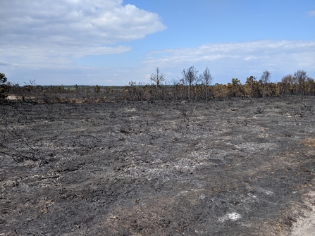 Surrey Wildlife Trust's Ash Ranges after fire 
