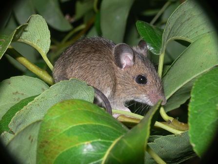 Wood mouse (brown rodent with large ears) in green foliage by Bob Knight