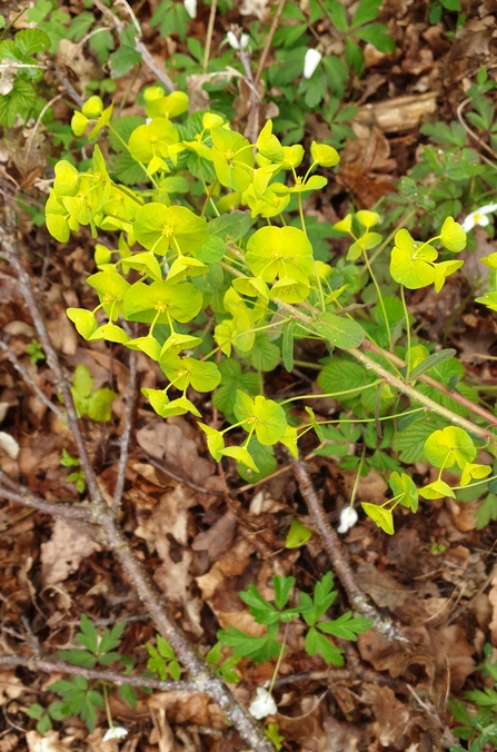 Wood spurge plant with lime green flowers by Lydia Rackham
