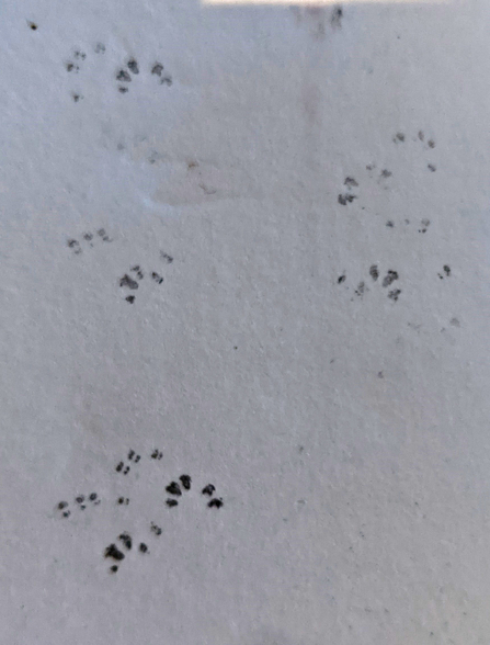 Dormouse footprints on a sheet of paper by Dave Smith