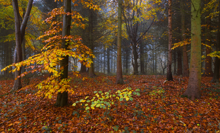 Autumn colours in a woodland by Gillian Smith