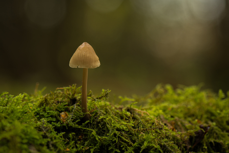 Common bellcap fungus amongst moss in a woodland by Ira James