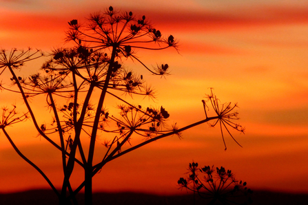 Umbel flower head skeleton silhouetted against a red sky with the outline of the Malvern Hills visible at the very bottom of the image by Pat Pitt