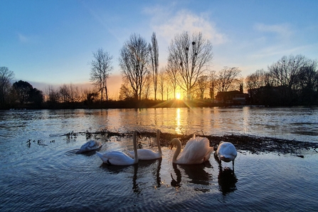 Mute swans on flood water in Worcester at sunset by Anil Patel