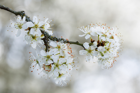 Blackthorn blossom with background of white blossom by Jill Orme