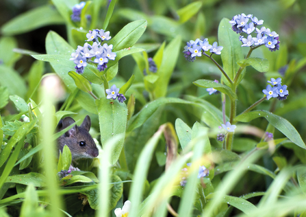 Wood mouse amongst a 'forest' of forget-me-not flowers by Peter Cheshire