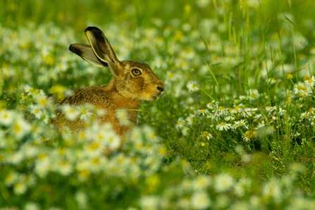 Brown hare sitting in a field of ox-eye daisies by Nick Thompson