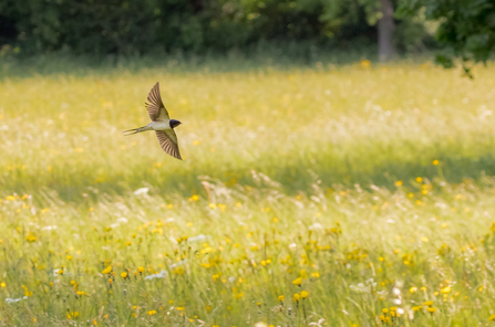 Swallow flying over a flower-rich meadow by Richard Clifford