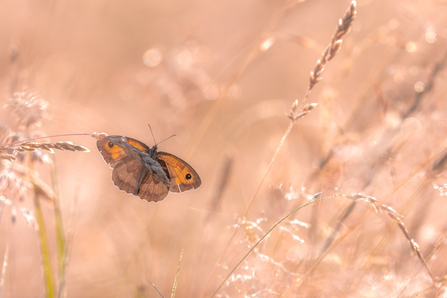 Backlit meadow brown butterfly on a grass head in a field with long grasses by Carl Harris