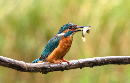 Kingfisher with a fish in its bill, it's raining by Rebekah Nash