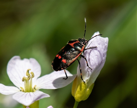 Brassica shieldbug (black body with red markings) by Gary Farmer