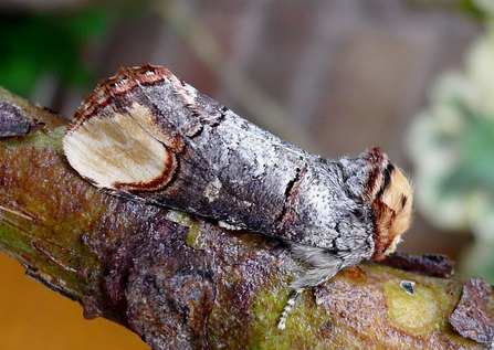 Buff-tip moth (looks like a short twig) sitting on a twig by Gail Hampshire