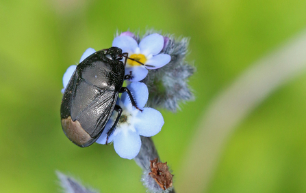 Forget-me-not shieldbug (mainly black shieldbug) on forget-me-not by Wendy Carter