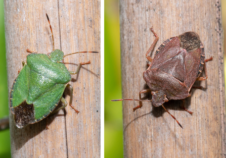 Green shieldbug in summer form (green) and winter form (brown) by Gary Farmer