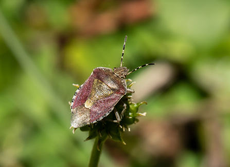 Hairy shieldbug (purple-ish wing cases with black and white chequered edges/antennae) by Gary Farmer