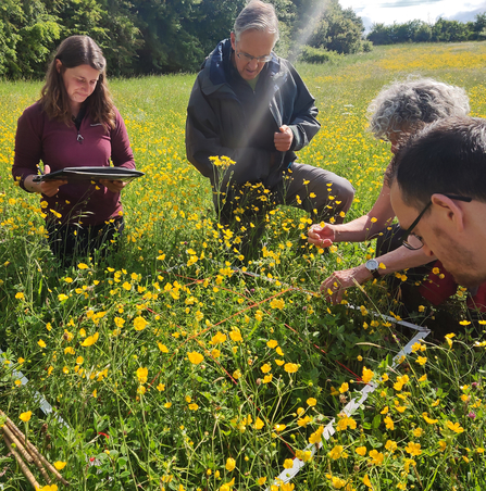 Four people around a quadrat surveying plants by Romy Clarke