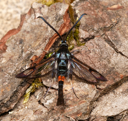 Red-belted clearwing moth (black body with red band on tail and clear wings edged with deep red) by Oliver Wadsworth