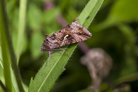 Silver y moth (mainly brown markings with a distinctive upside down 'y' on the wing) by Kevin Williams