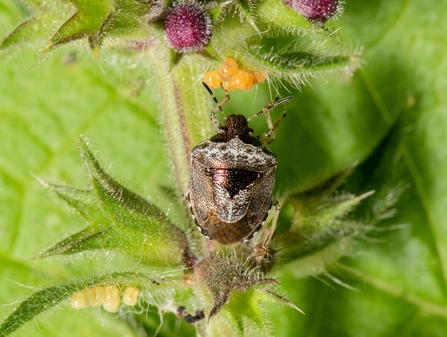 Woundwort shieldbug (metallic red and white markings) and eggs by Gary Farmer