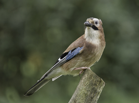 Jay sitting on a post by Brian Eacock