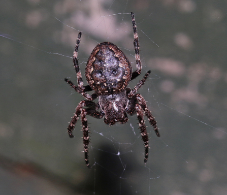 Walnut orb weaver spider (dark brown spider with lighter brown markings around edge of abdomen by Wendy Carter