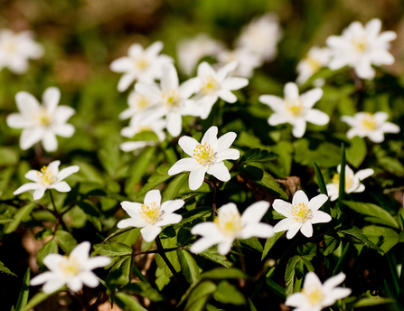 Wood anemones - white star-shaped flowers with yellow centre - by Paul Lane