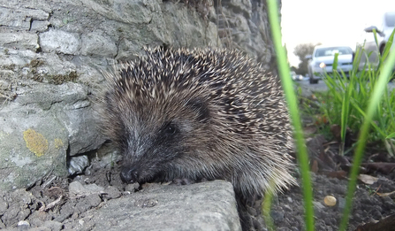 Hedgehog by the side of the road by Basil Sawczuk