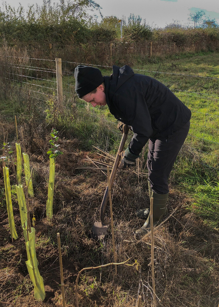 Woman dressed in black with a black hat digging a hole to plant elder tree whips into by Catharine Jarvis