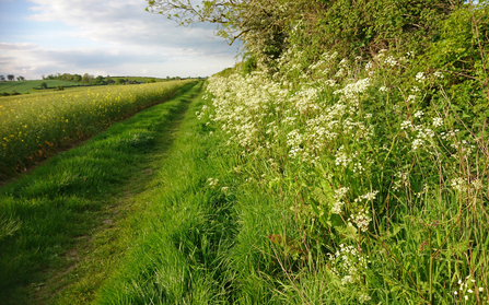 A hedgerow with lots of cow parsley flowers in front of it alongside a path and an arable field by Wendy Carter