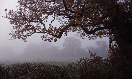 Trees and hedgerow in autumnal fog fog by Wendy Carter