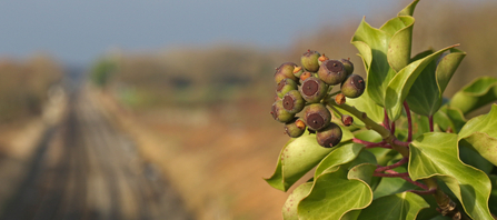 Ivy in the foreground with an out of focus railway line in the background by Wendy Carter