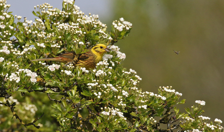 Yellowhammer amongst blossom of a hawthorn tree by Wendy Carter