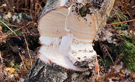 A recently cut tree trunk by Katie McEvoy