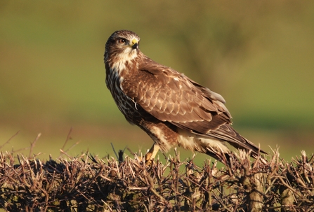 Buzzard sitting on top of a hedge and looking over its shoulder by Julie Hunt