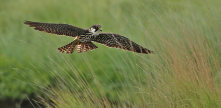 Hobby in flight by Jon Hawkins/Surrey Hills Photography