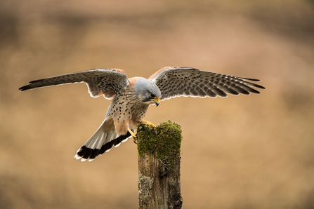 Kestrel landing on a post by Greg Coyne