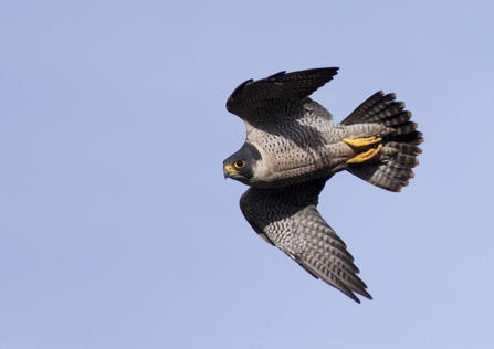Peregrine falcon in flight, barred underwings and grey head by Carl Day