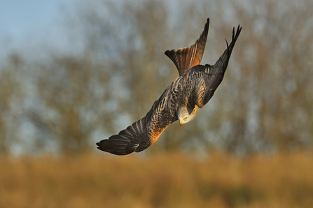 Red kite flying downwards by Andy Rouse/2020VISION