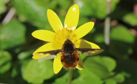 Dark-edged bee-fly hovering at a yellow lesser celandine flower while it feeds by Wendy Carter