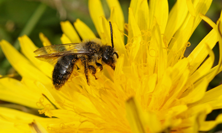 Ashy mining bee feeding from a dandelion flower by Wendy Carter