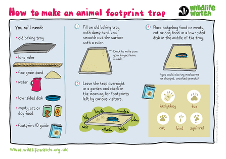 Illustrations for how to create a mammal footprint trap