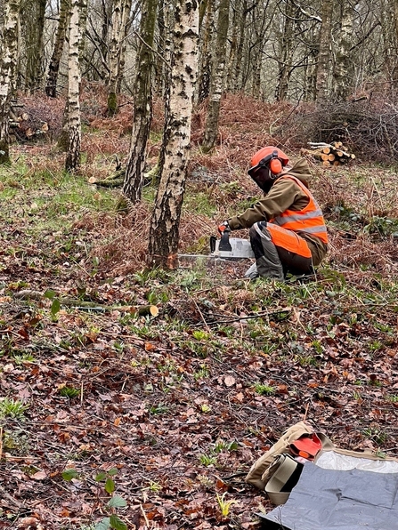 Person in safety wear chainsawing a tree