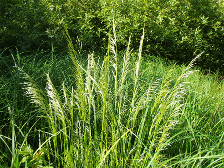 Tufted hair-grass flowerheads with more grasses and shrubs in the background