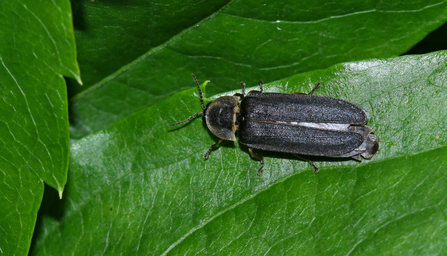 Male glow worm on a leaf - mainly dark body with wing cases slightly open by Wendy Carter