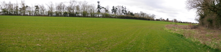 A field with trees and shrubs to the right