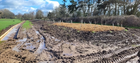 The planted up bund at Bull Meadow, with path works to the left