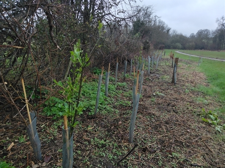 A length of rejuvenated hedgerow, with a rich mix of trees planted.