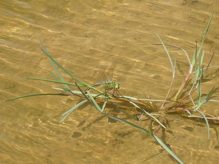 An emperor dragonfly on wetland at Bull Meadow